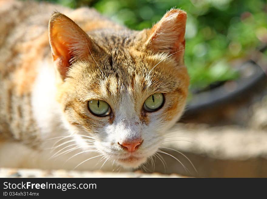 A sleepy cat stares at people