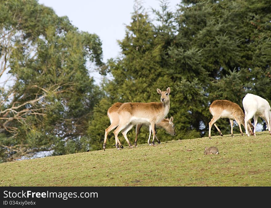 Antelope Grazing