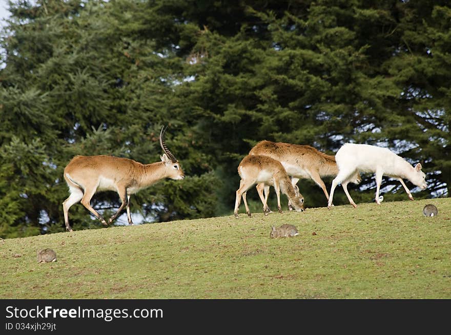 Antelope Grazing