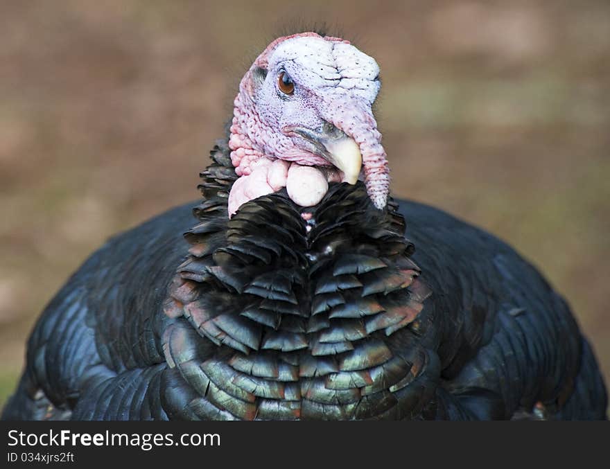 Close up of the Head of a Wild Turkey