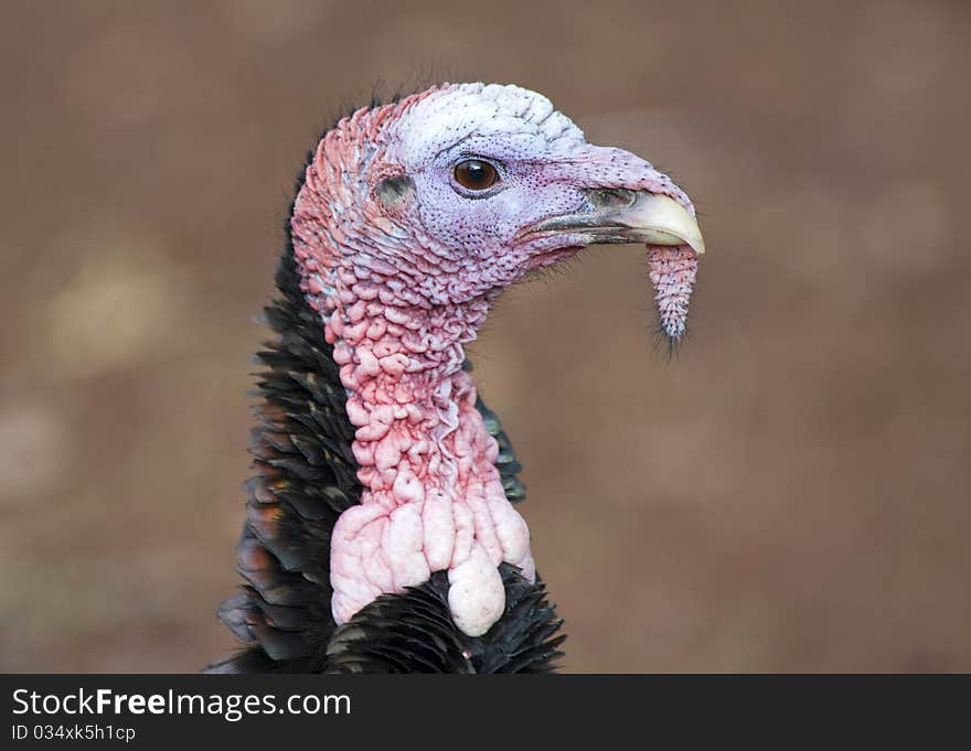 Close up of the Head of a Wild Turkey