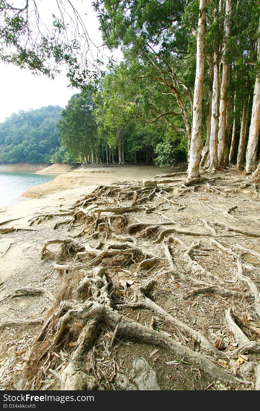 Buttress roots in forest