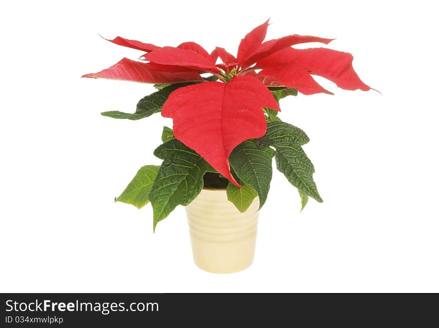 Poinsettia Plant In A Pot