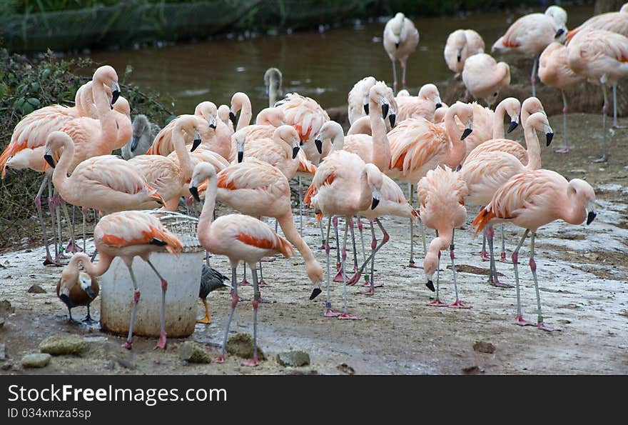 Greater Flamingos