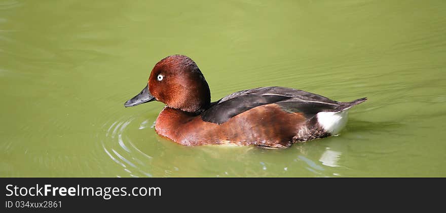 Duck and water