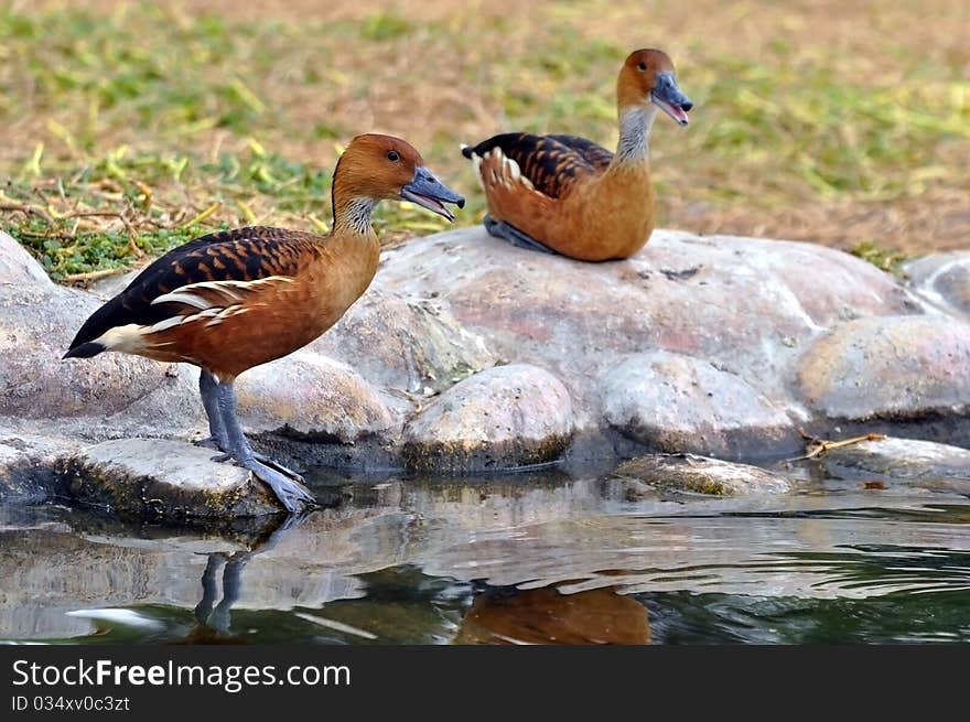 Twin ducks near the lake