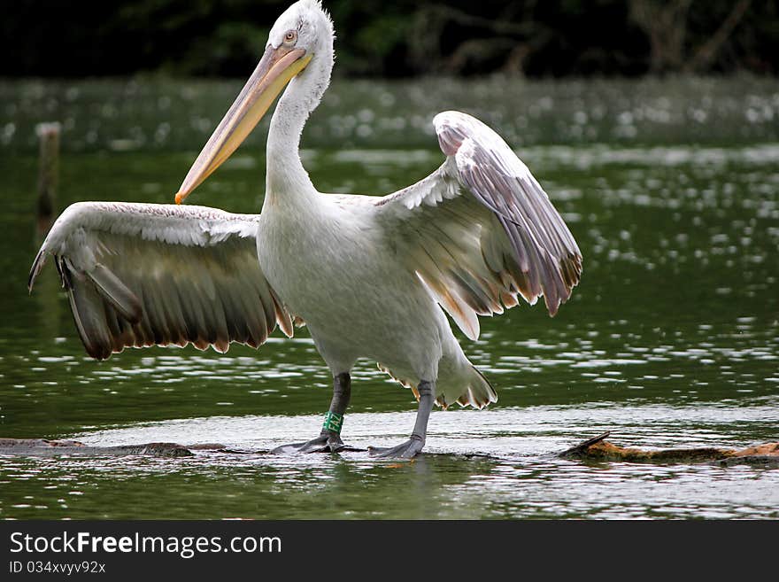 Pelican and water white and green. Pelican and water white and green