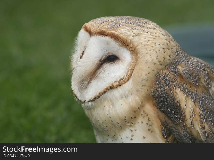 Barn Owl, half profile view. Barn Owl, half profile view