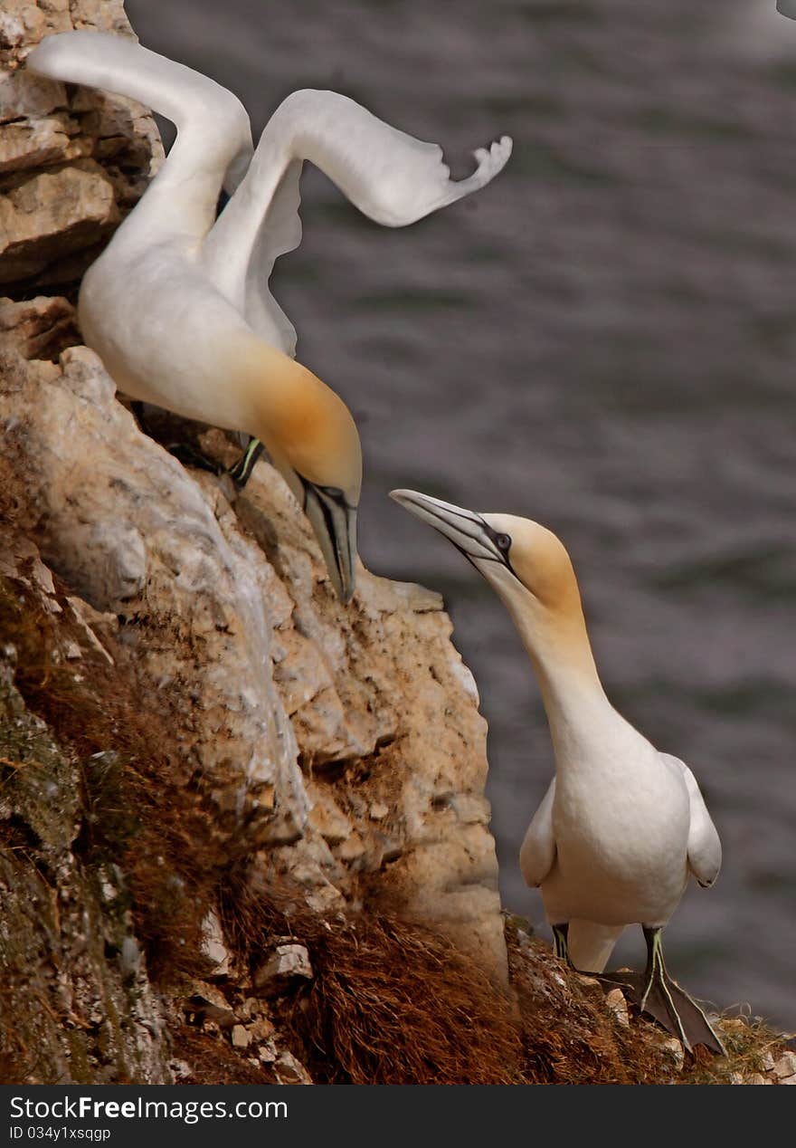 A male and a female Northern Gannet get together at Bempton Cliffs on the Yorkshire coast in England. A male and a female Northern Gannet get together at Bempton Cliffs on the Yorkshire coast in England.