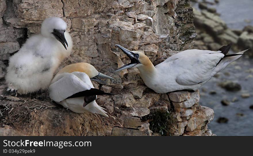 A male and a female Northern Gannet with their young offspring at Bempton Cliffs in Yorkshire England. A male and a female Northern Gannet with their young offspring at Bempton Cliffs in Yorkshire England.