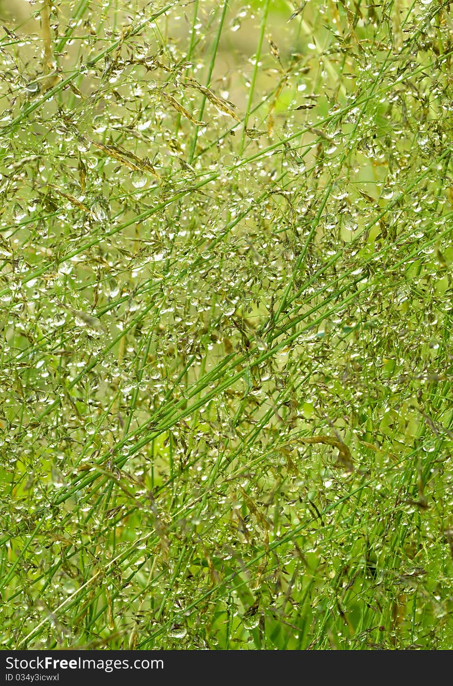 Rain drops on green grass