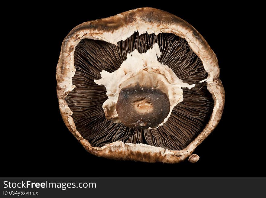 Fungi with black background and studio lighting