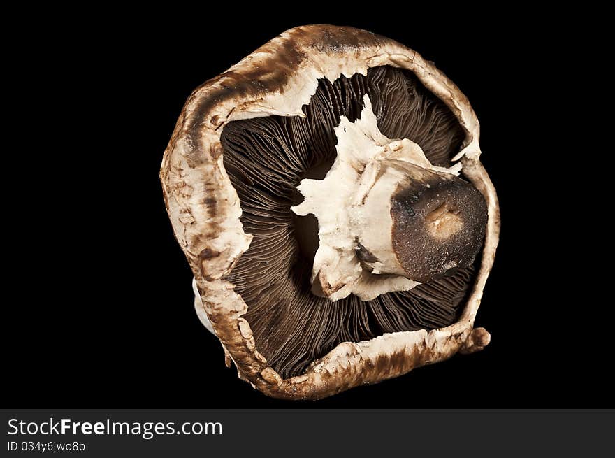 Fungi with black background and studio lighting