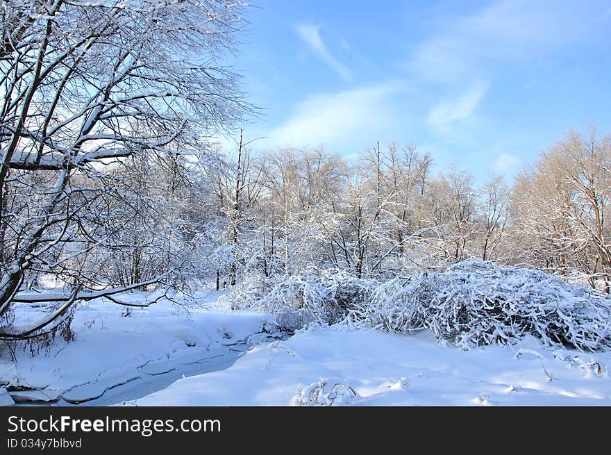 Winter forest.