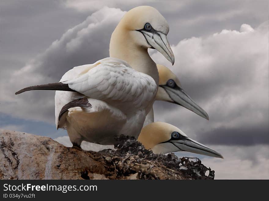 Three adult Northern Gannets on a cliff top on Bass Rock in Scotland. Three adult Northern Gannets on a cliff top on Bass Rock in Scotland.