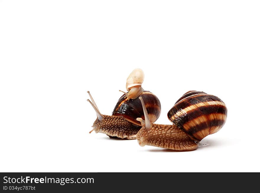 Garden snail family