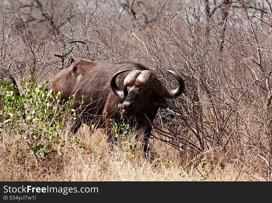 African cape buffalo