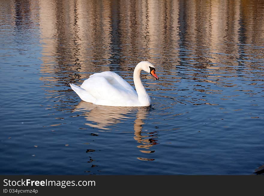 Polish white swam on lake. Polish white swam on lake