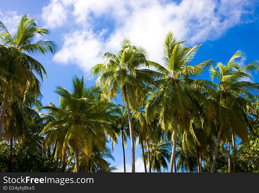 Palms on a background blue sky in tropics