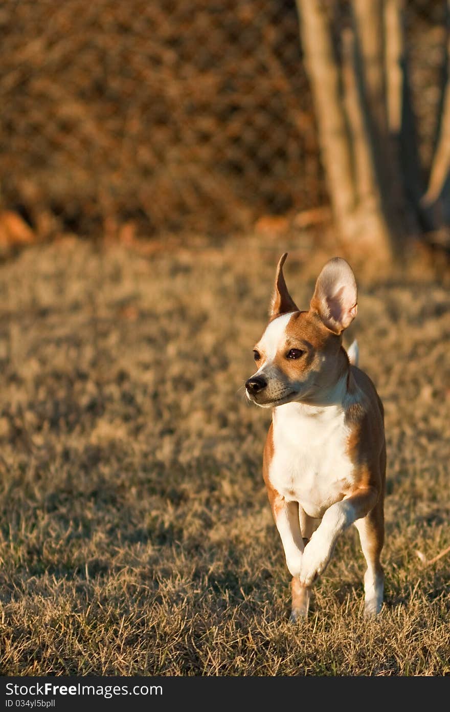 Tosh, a half Chihuahua, half Jack Russel Terrier mix