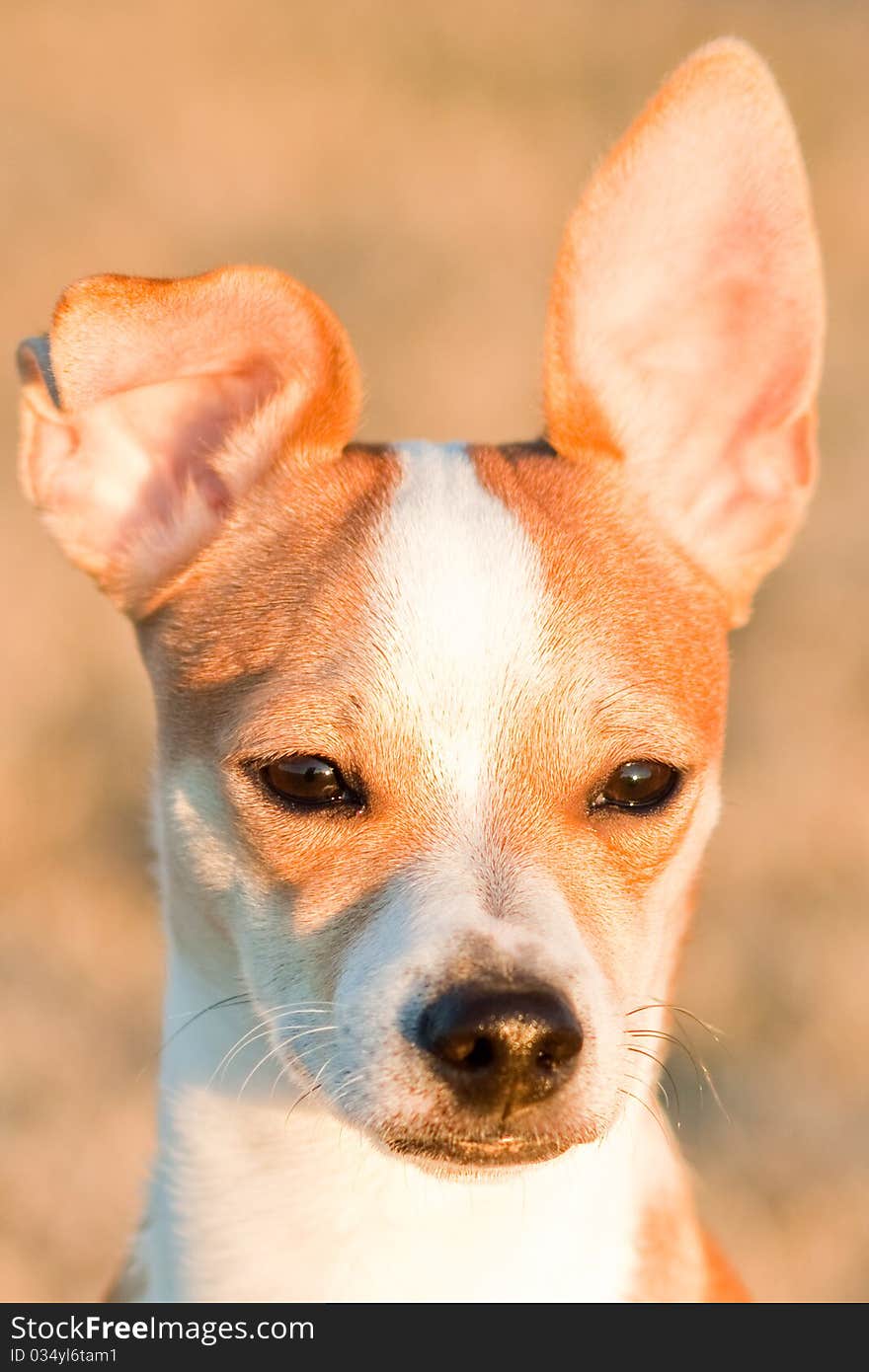 Tosh, a half Chihuahua, half Jack Russel Terrier mix