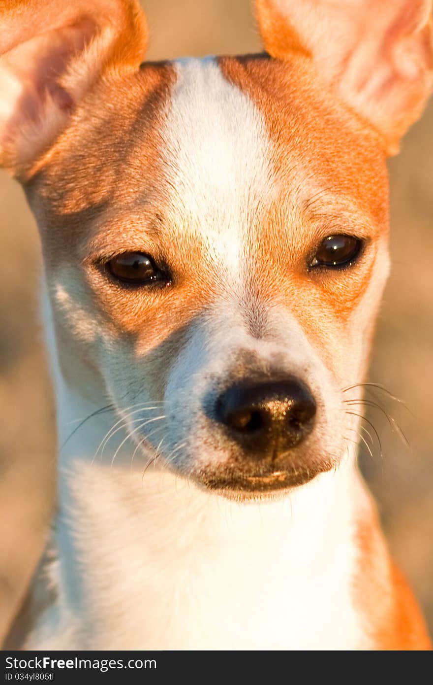 Tosh, a half Chihuahua, half Jack Russel Terrier mix