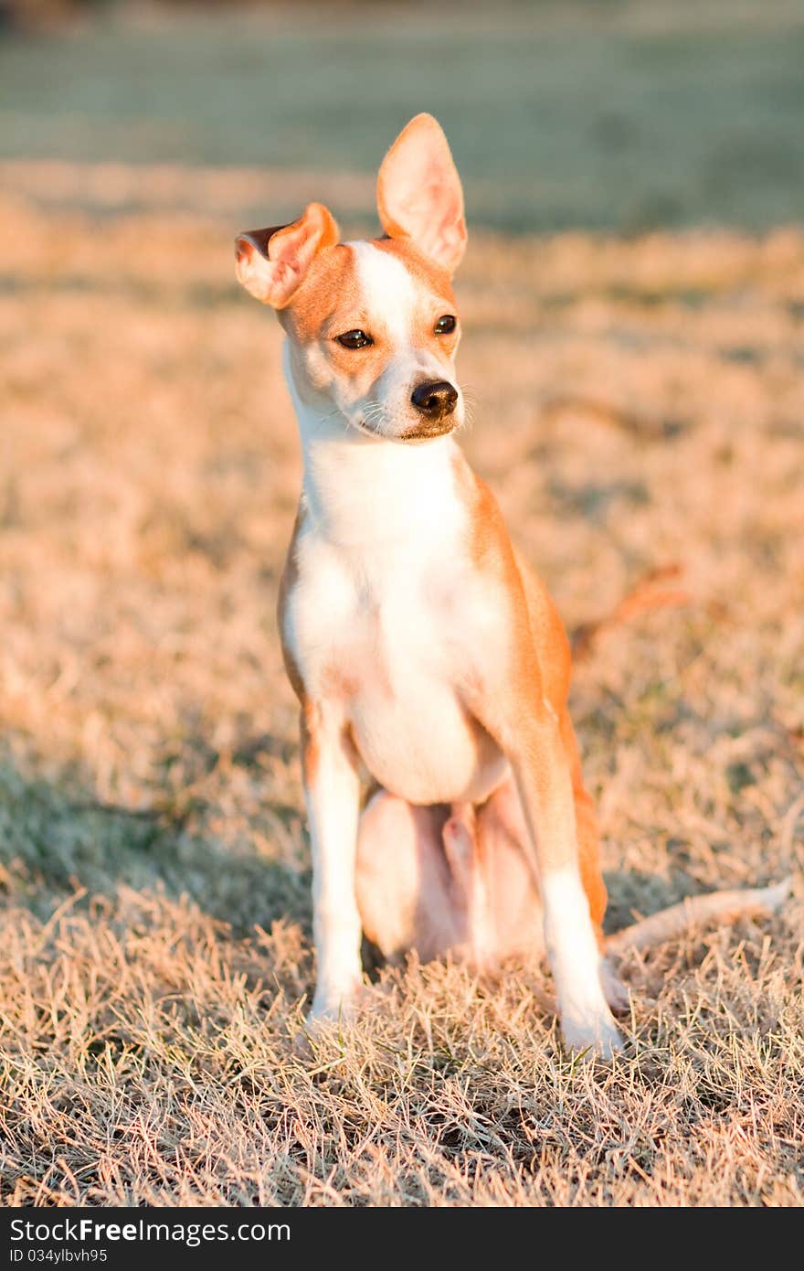 Tosh, a half Chihuahua, half Jack Russel Terrier mix