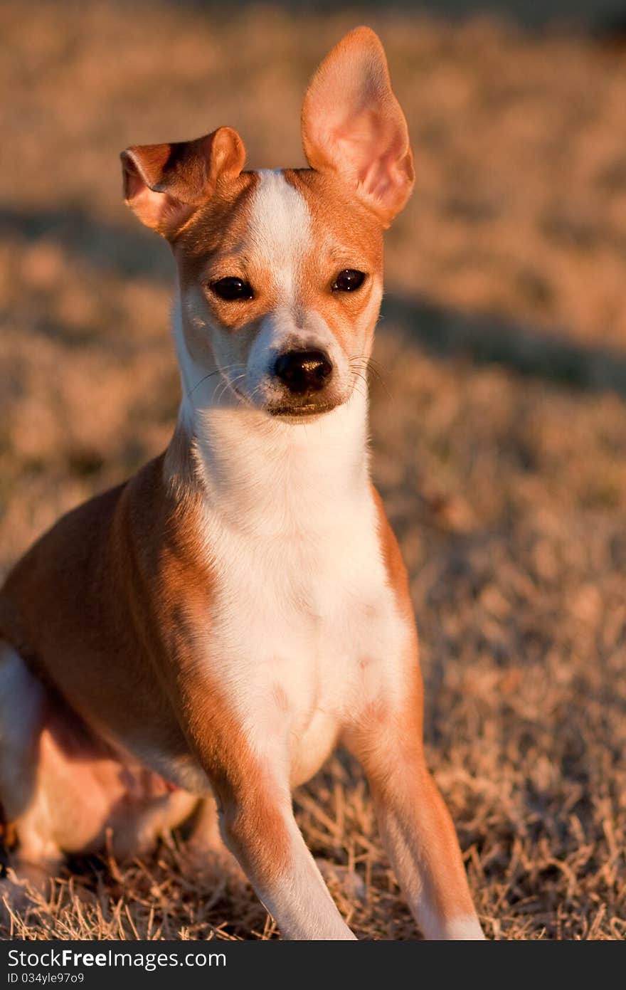 Tosh, a half Chihuahua, half Jack Russel Terrier mix