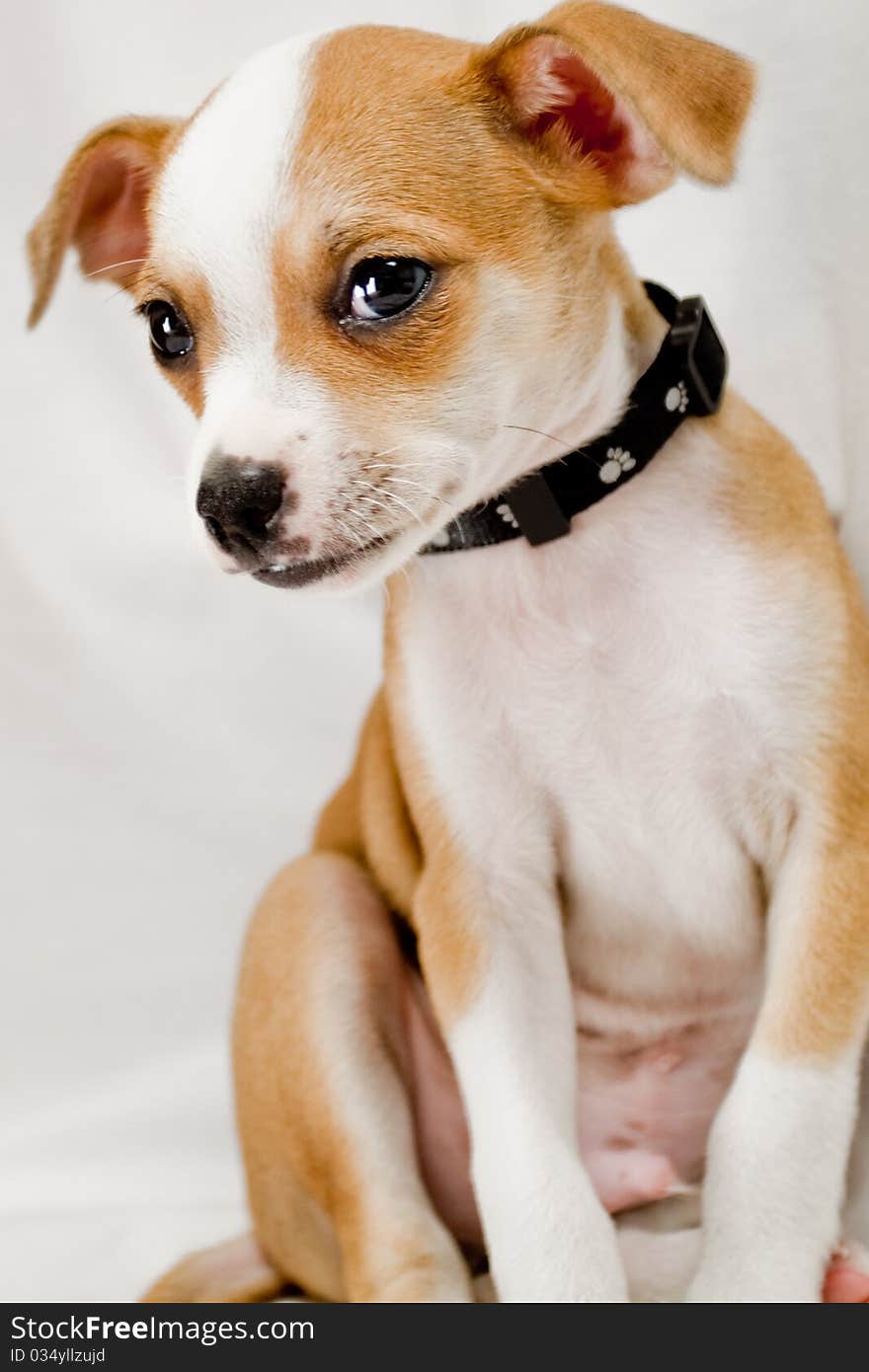 Tosh, a half Chihuahua, half Jack Russel Terrier mix