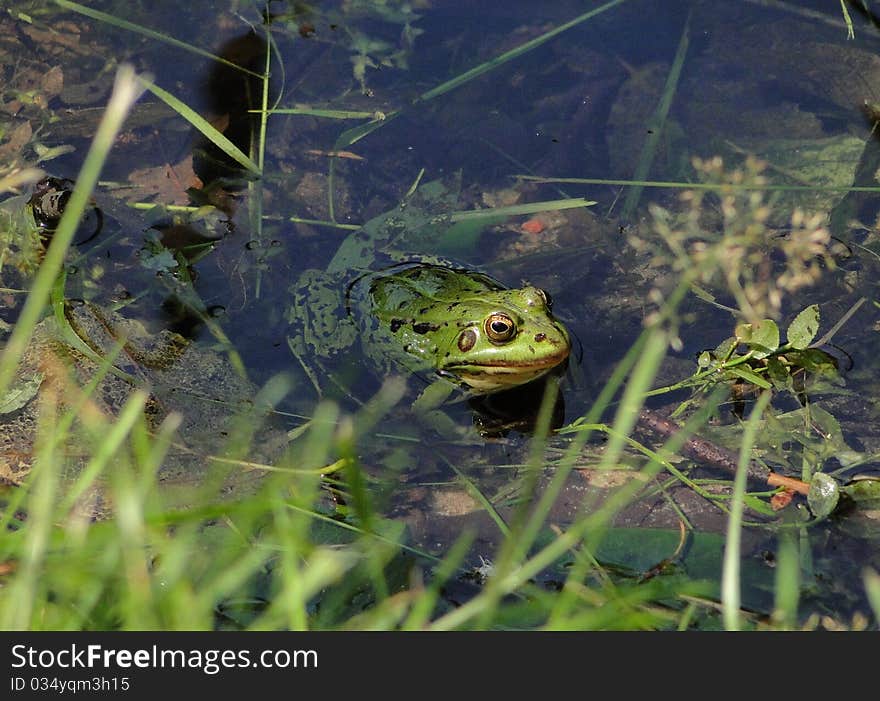 Friendly frog