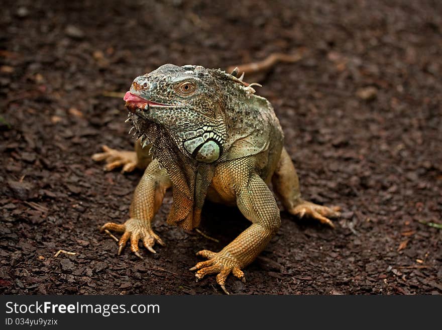 Iguana