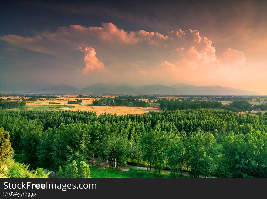 Forest in sunset