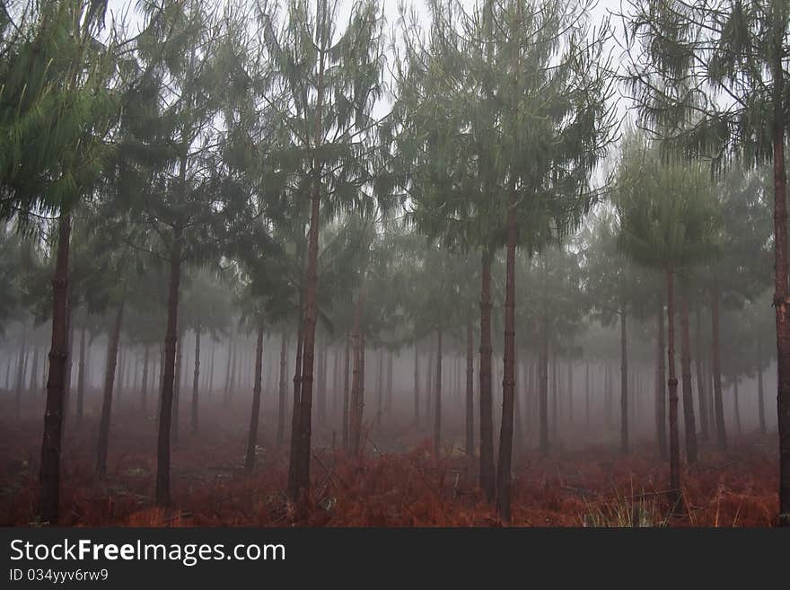 Misty pine forest with ground covered in red coloured fallen branches and pine needles. Misty pine forest with ground covered in red coloured fallen branches and pine needles