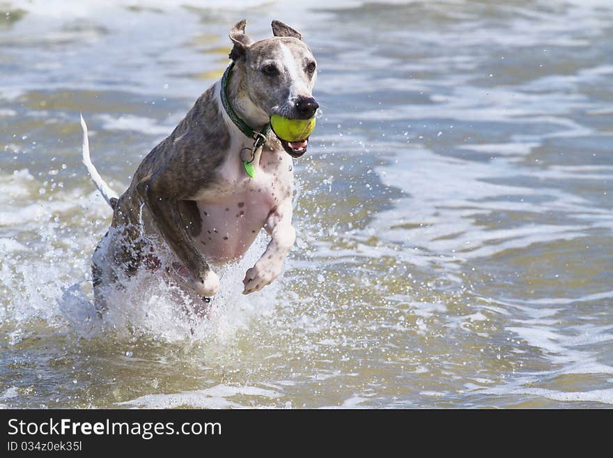 Whippet at beach