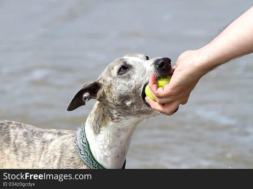 Tug of war with whippet and man