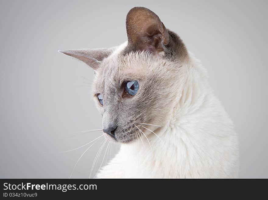 Blue Point Siamese Cat posing on gray background - Profile Portrait. Blue Point Siamese Cat posing on gray background - Profile Portrait