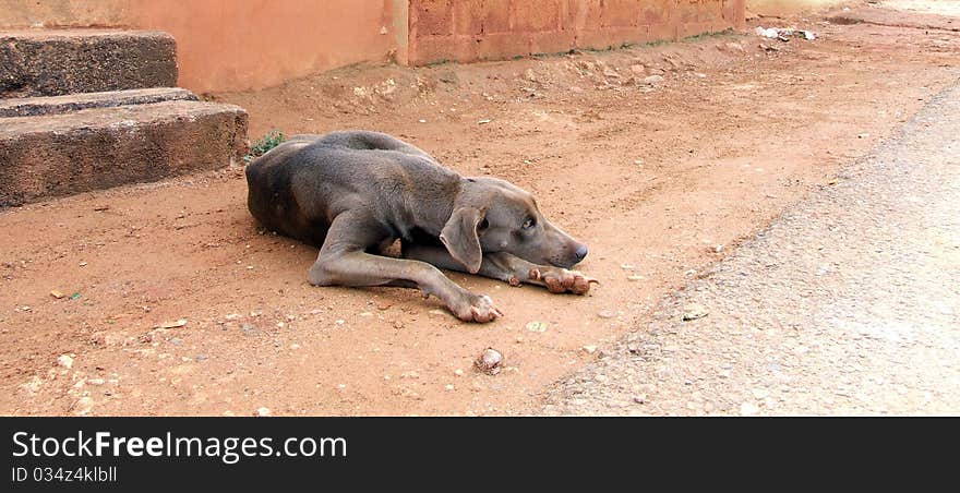 Resting Dog