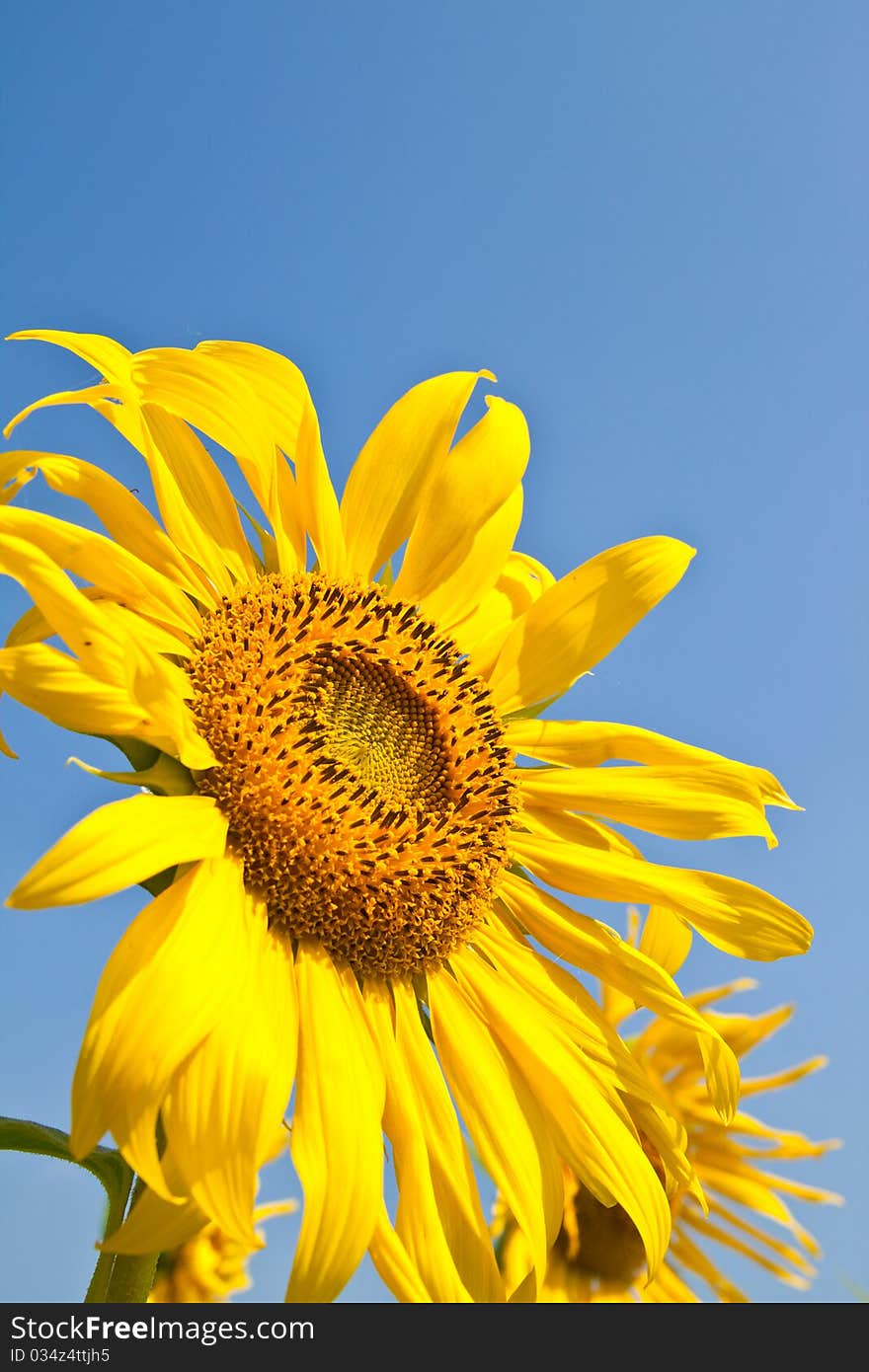 Sunflower close up and the blue sky at countryside of Thailand