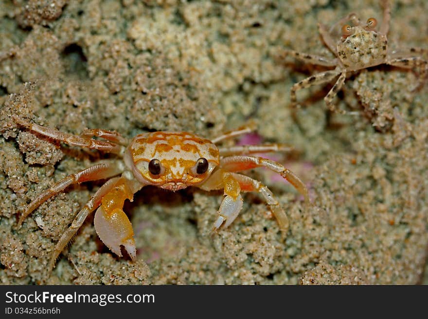 Yellow ghost crab