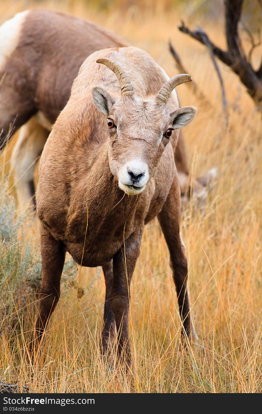 Bighorn Sheep female looks at the camera while grazing. Bighorn Sheep female looks at the camera while grazing.