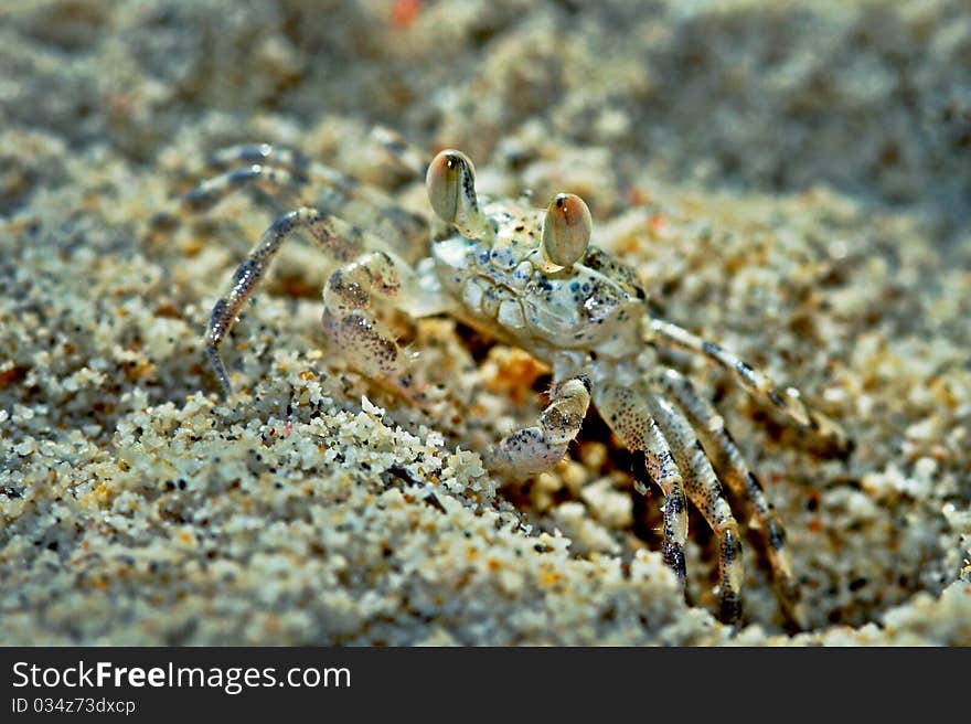 Ghost crabs, also called sand crabs, are crabs of the genus Ocypode, common shore crabs in many countries. Ghost crabs dominate sandy shores in tropical and subtropical areas.