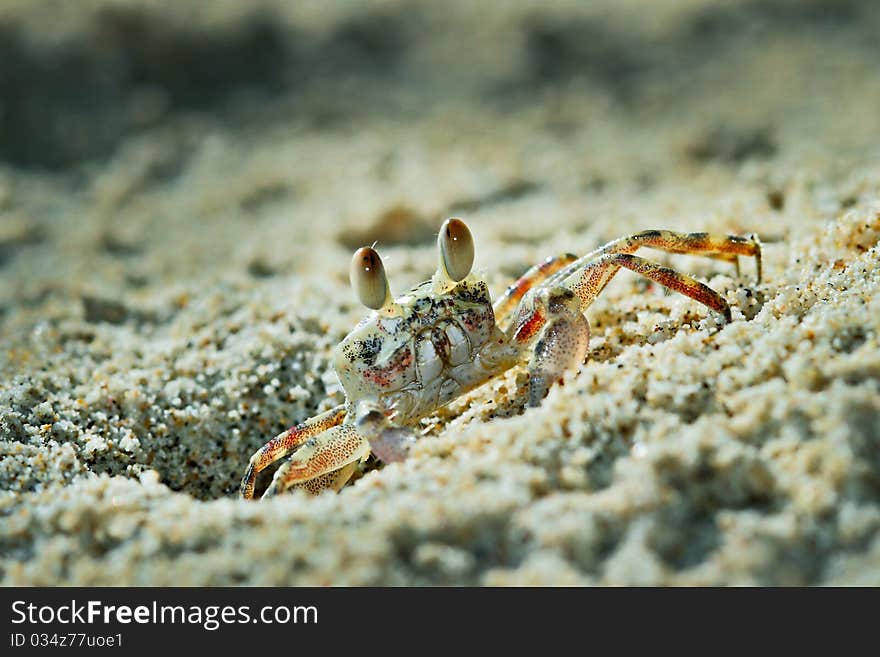 Ghost crab