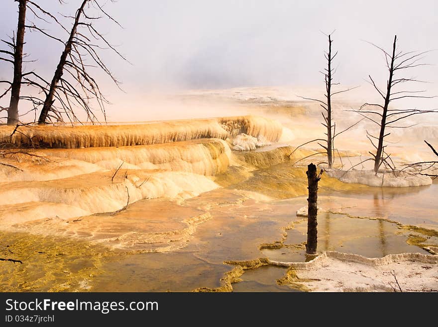 Dead trees stand over the colorful pool of Canary Spring, Mammoth Hot Springs. Dead trees stand over the colorful pool of Canary Spring, Mammoth Hot Springs.