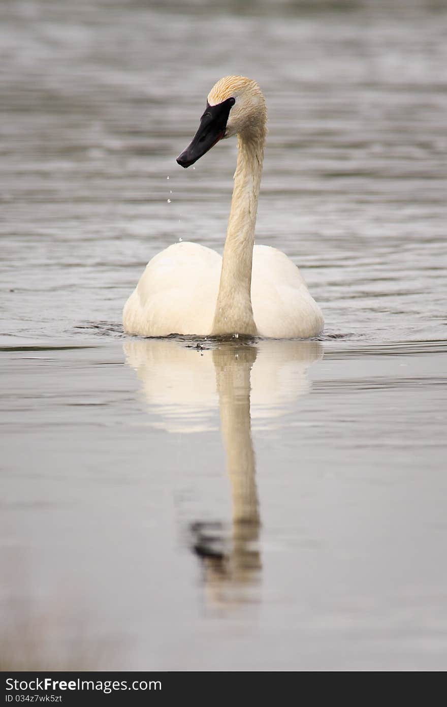 Trumpeter Swan Swimming