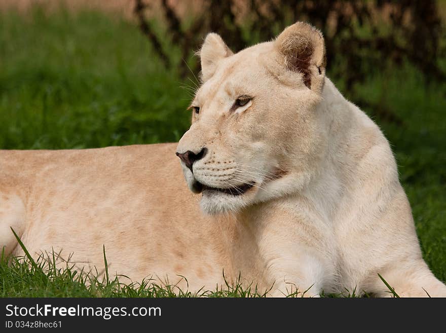 Lion in the field in Africa.