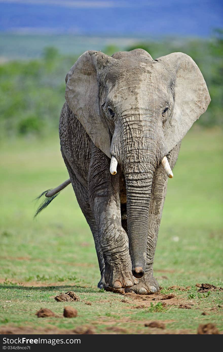 A thirsty Elephant approaches the water