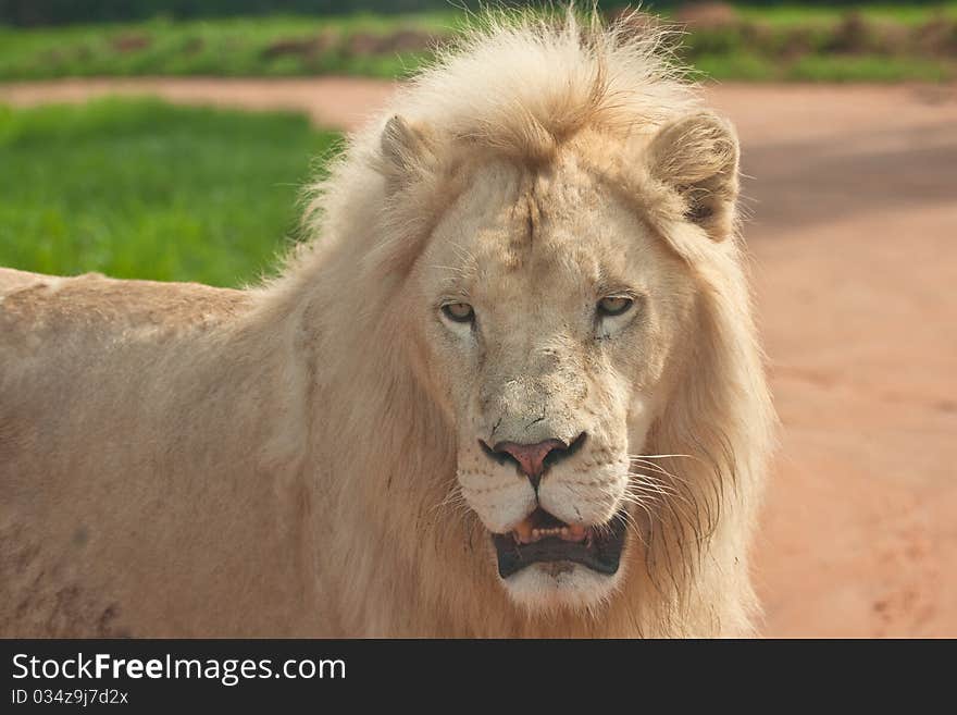 Lion in the field in Africa.