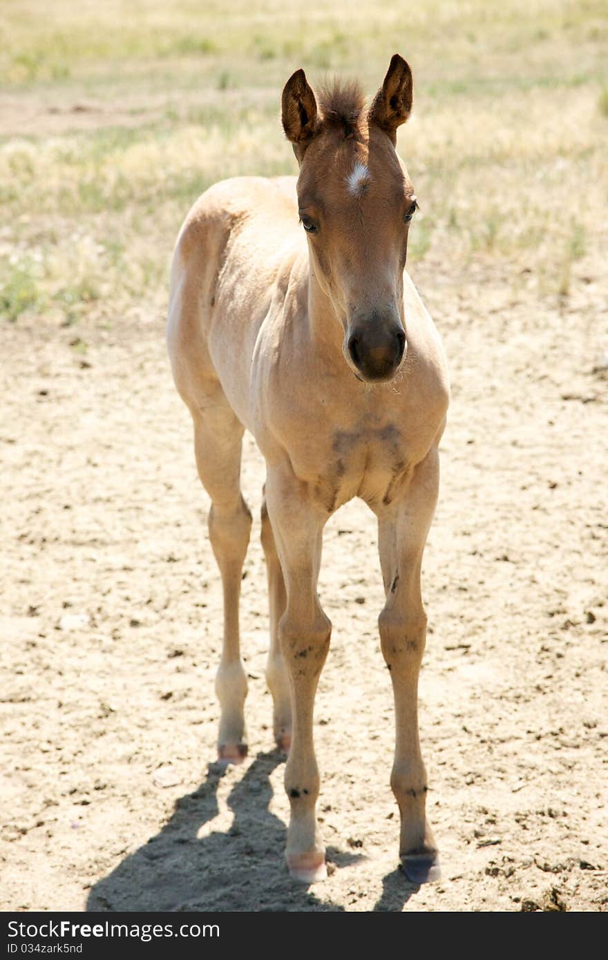 Gentle foal in sunny field