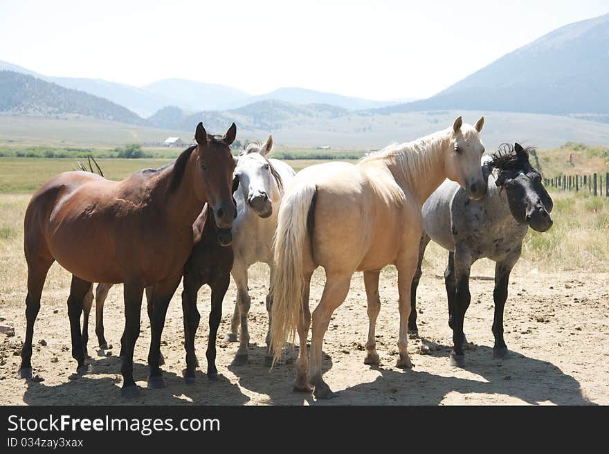 A friendly herd of horses with two class clowns. A friendly herd of horses with two class clowns