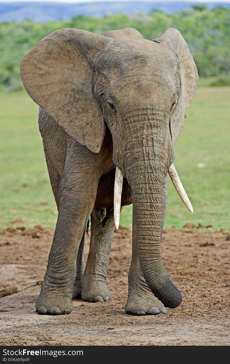 A young Elephant rests at the waterhole. A young Elephant rests at the waterhole